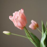 Triumph Tulip Mazzo Rosa Chiaro