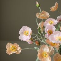 Sorbet Kisses Rosa Chiaro