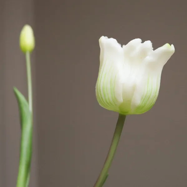 Triumph Tulip Buket Hvid