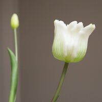 Triumph Tulip Buket Hvid