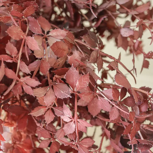 Maple Branch Bouquet Burgundy