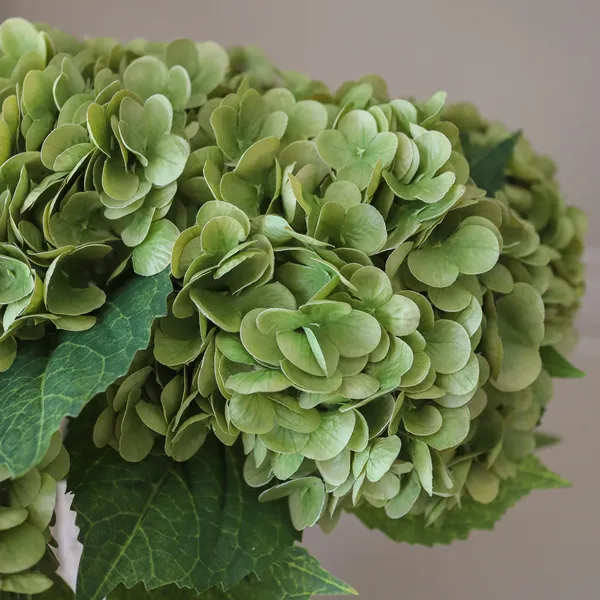 Hydrangea Bouquet Moosgrün