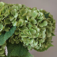 Hydrangea Bouquet Moosgrün