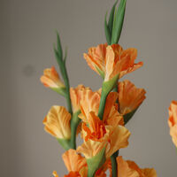 Gladiolus Flower Bouquet Orange