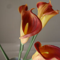 Calla Lily Bouquet Orange