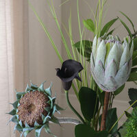 Midnight Wilderness Bouquet Dunkelgrün