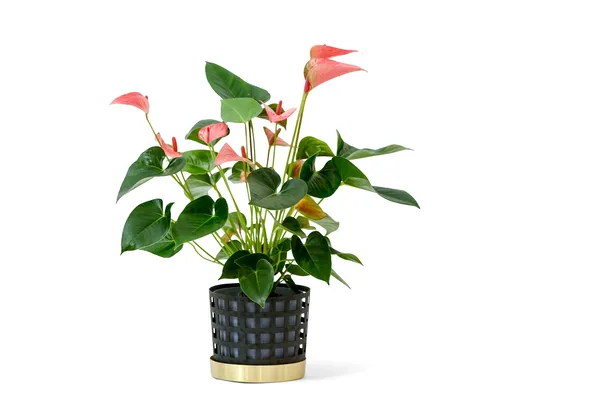 Trio Blomkruka Mellan Square Blå