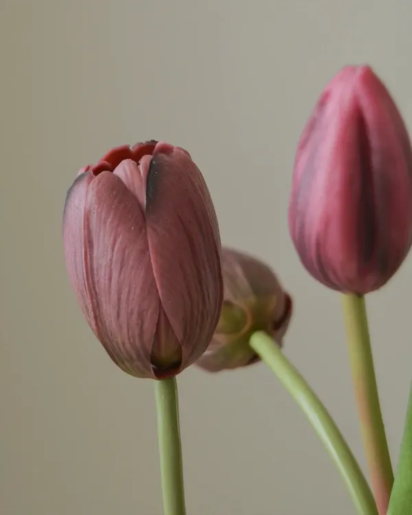 Tulipaner 10-pak Syrenfarvet