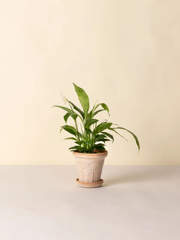 Fleur Krukke 16 cm Rosa