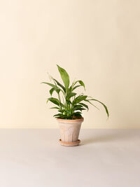 Fleur Krukke 16 cm Rosa
