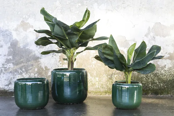 Costa Pot M D21 H21 Green