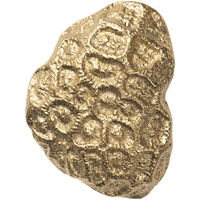 Comber Coral Krok