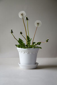 Copenhagen Kruka Med Fat Mineral White Ø18 cm