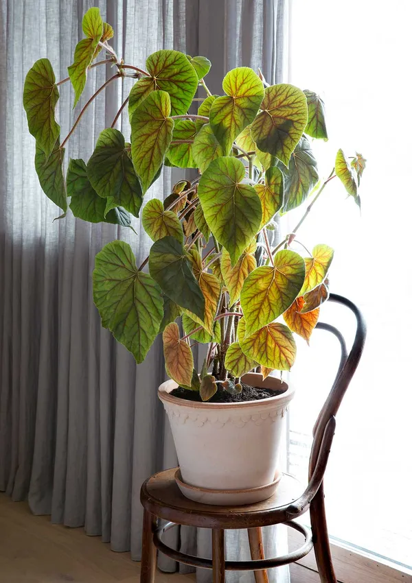 Copenhagen Pot Rose 18 cm