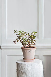 Copenhagen Pot Rose 18 cm