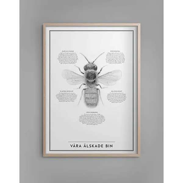 Våra Älskade Bin Plakat 50x70 cm