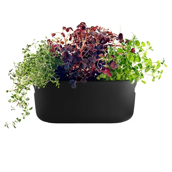 Selv-vannende Herb Organiser Sort