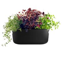 Selv-vannende Herb Organiser Sort