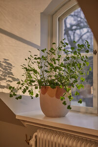 Nougat Krukke Orange / Gul / Cremefarvet 235 cm