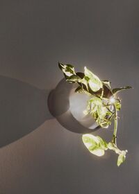 Globe Vægkrukke Ø21 cm Sølv