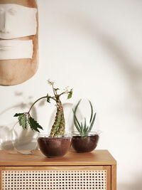 Grow Pienoiskasvihuone XL Kirkas
