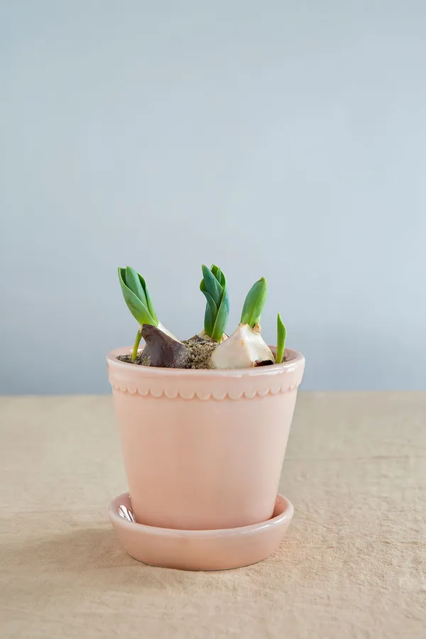 Helena Krukke Quartz Rose 18 cm