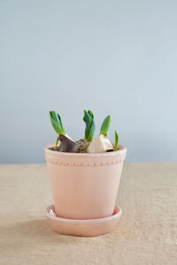 Helena Krukke Quartz Rose 18 cm
