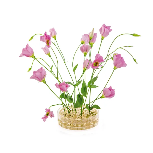 Äng Vase Pond Brass
