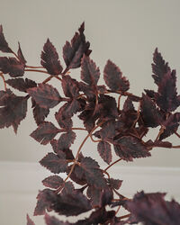 Burgundy Plum Bukett 85 cm 4-pack