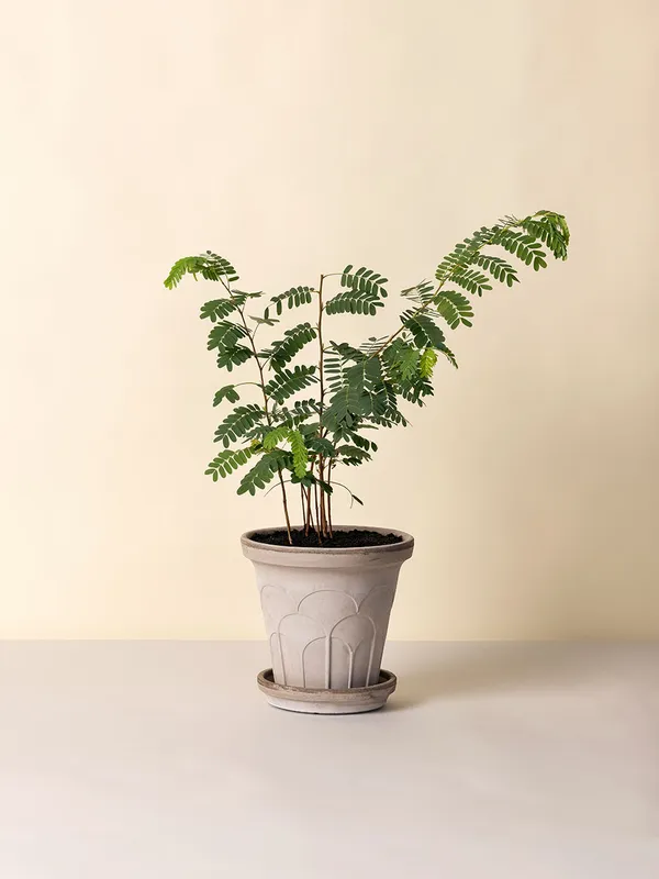 Fleur Krukke 21 cm Grå