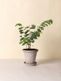 Fleur Krukke 21 cm Grå