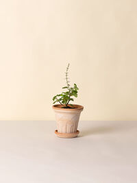 Fleur Kruka 14 cm Rosa