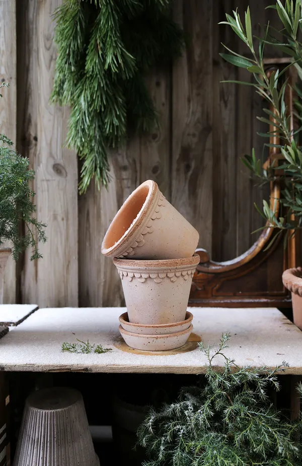 Copenhagen Pot Rose 18 cm