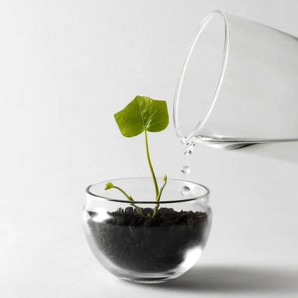 Grow Minidrivhus S Klar
