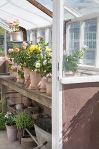 Copenhagen Pot Rose 18 cm