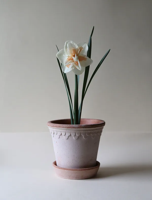 Copenhagen Pot Rose 18 cm