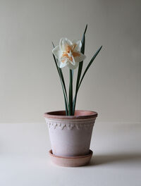 Copenhagen Pot Rose 18 cm