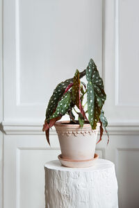 Copenhagen Pot Rose 18 cm