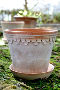 Copenhagen Pot Rose 18 cm