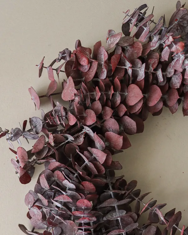 Eucalyptus Seppele