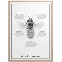 Våra Älskade Bin Plakat 50x70 cm