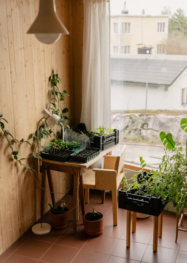 016 Maasto Spisestol Med Armlæn Naturlig