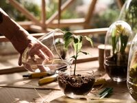 Grow Pienoiskasvihuone XL Kirkas