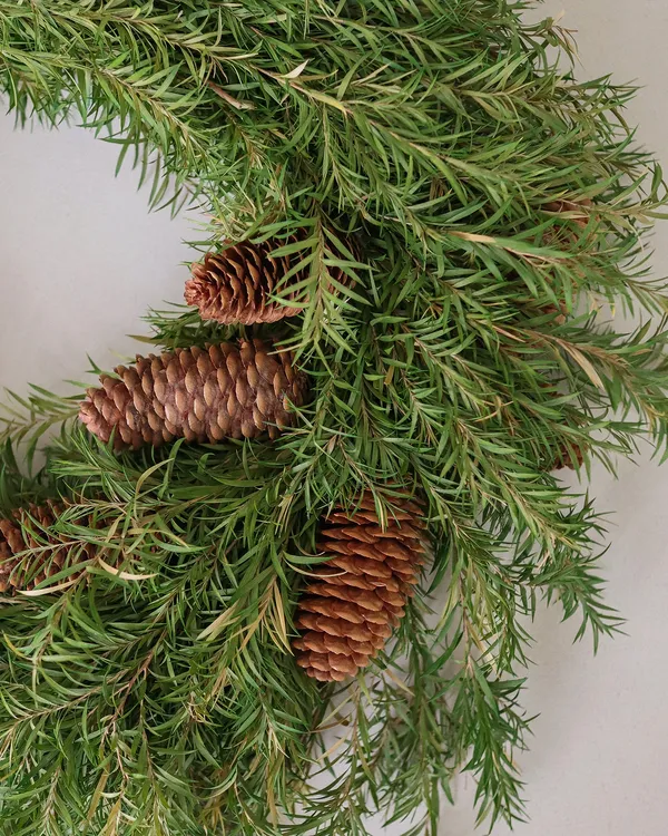 Pine Seppele