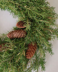 Pine Seppele